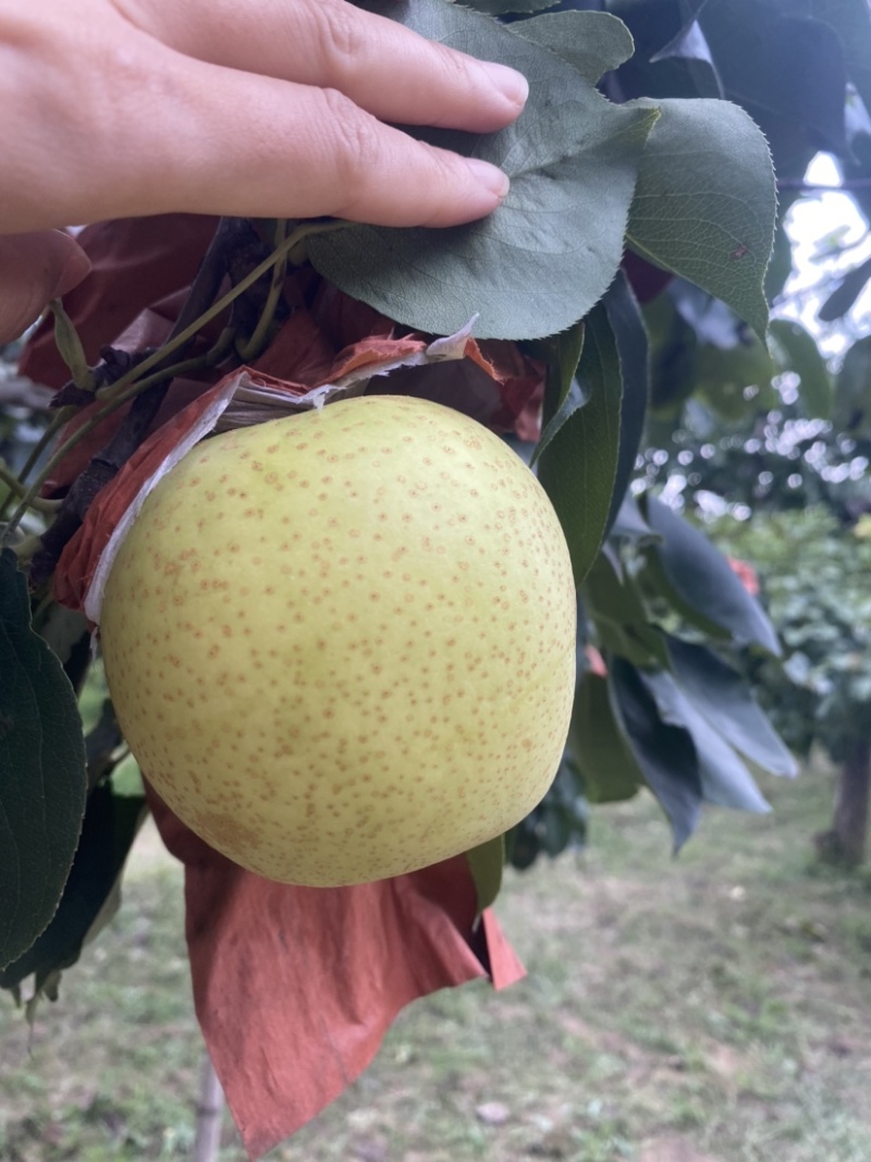 自家头茬皇冠