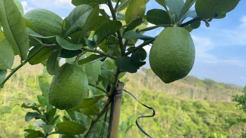 招聘合作种植户