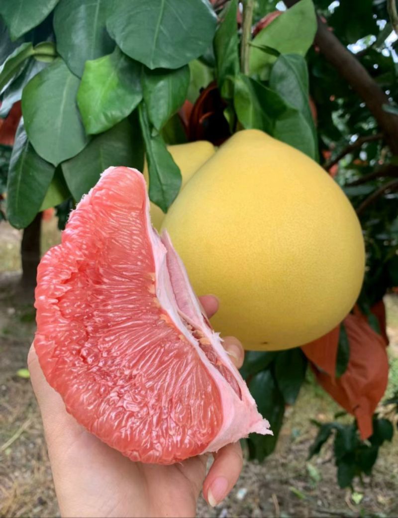 平和正宗琯溪蜜柚