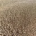 紫叶水水腊扦插苗12公分至30公分。抗寒，喜湿易成活。