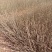 紫叶水水腊扦插苗12公分至30公分。抗寒，喜湿易成活。
