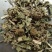 磨盘草磨盘草中药材广西苘麻草磨盘草耳响草唐挡草帽