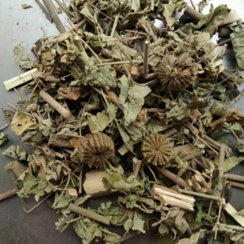 磨盘草磨盘草中药材广西苘麻草磨盘草耳响草唐挡草帽