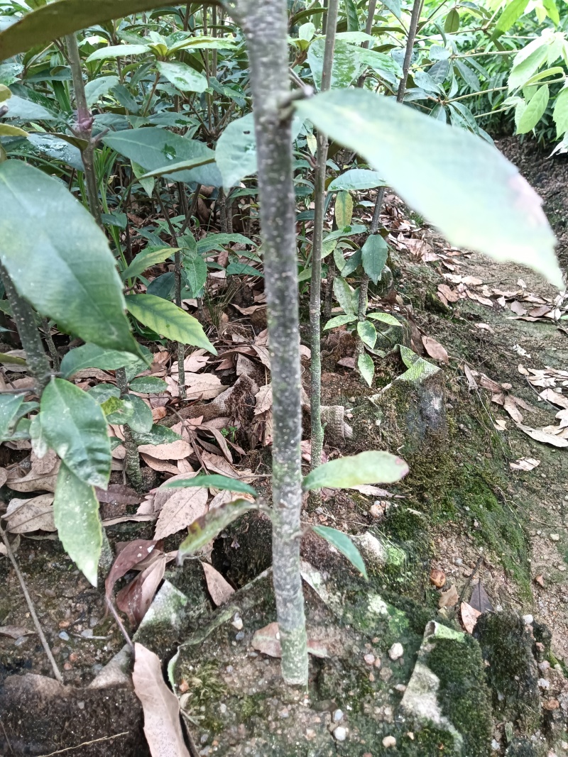 青冈栎杯苗赤皮青冈苗万亩基地高品质价格实惠