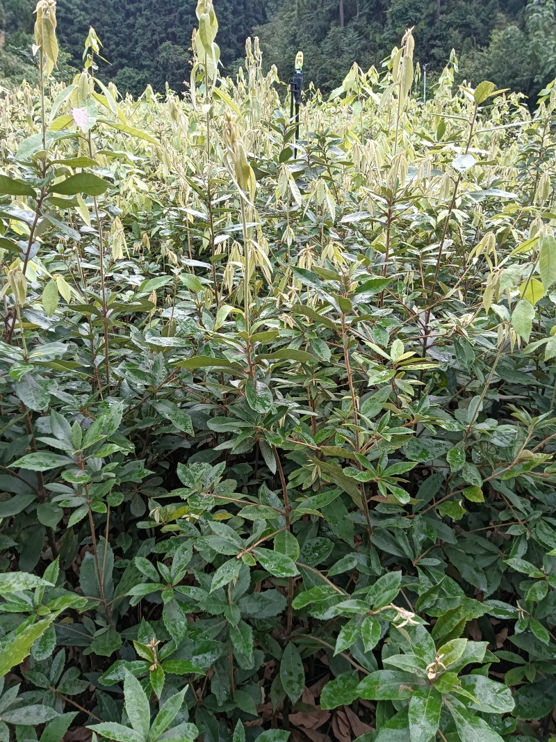 青冈栎杯苗赤皮青冈苗万亩基地高品质价格实惠
