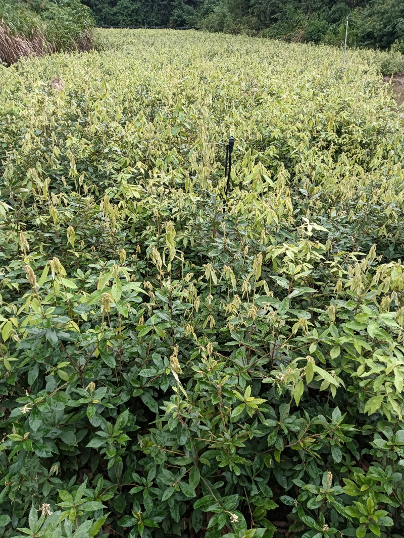 青冈栎杯苗赤皮青冈苗万亩基地高品质价格实惠