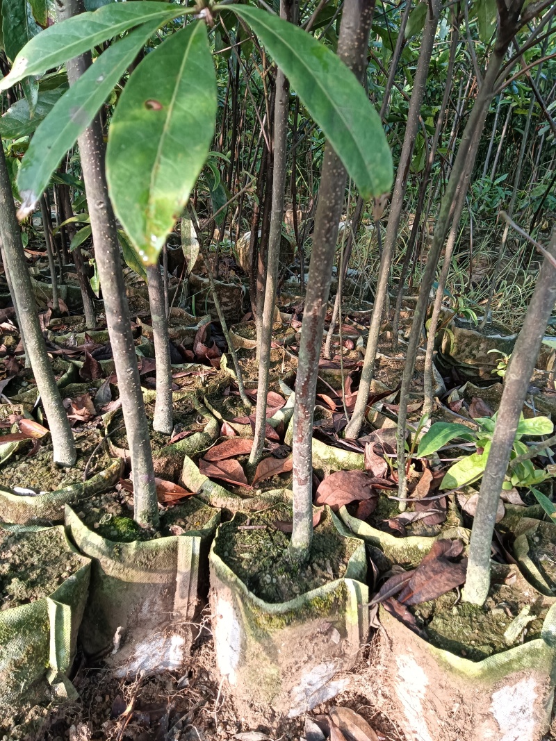木荷杯苗基地直供规格齐全品质好价格低欢迎来电