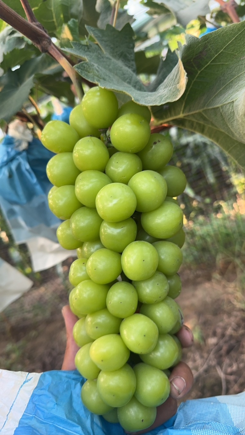 阳光玫瑰