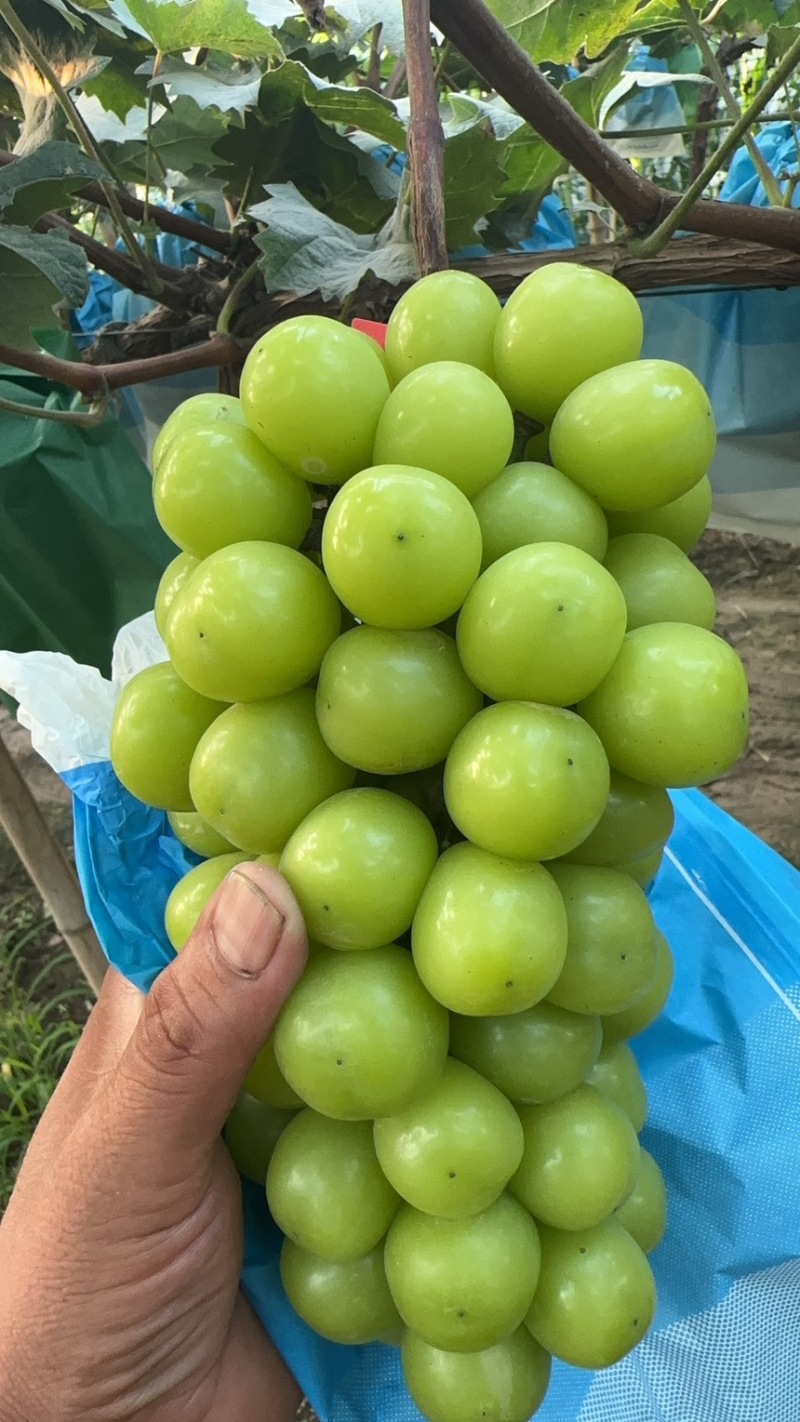 阳光玫瑰