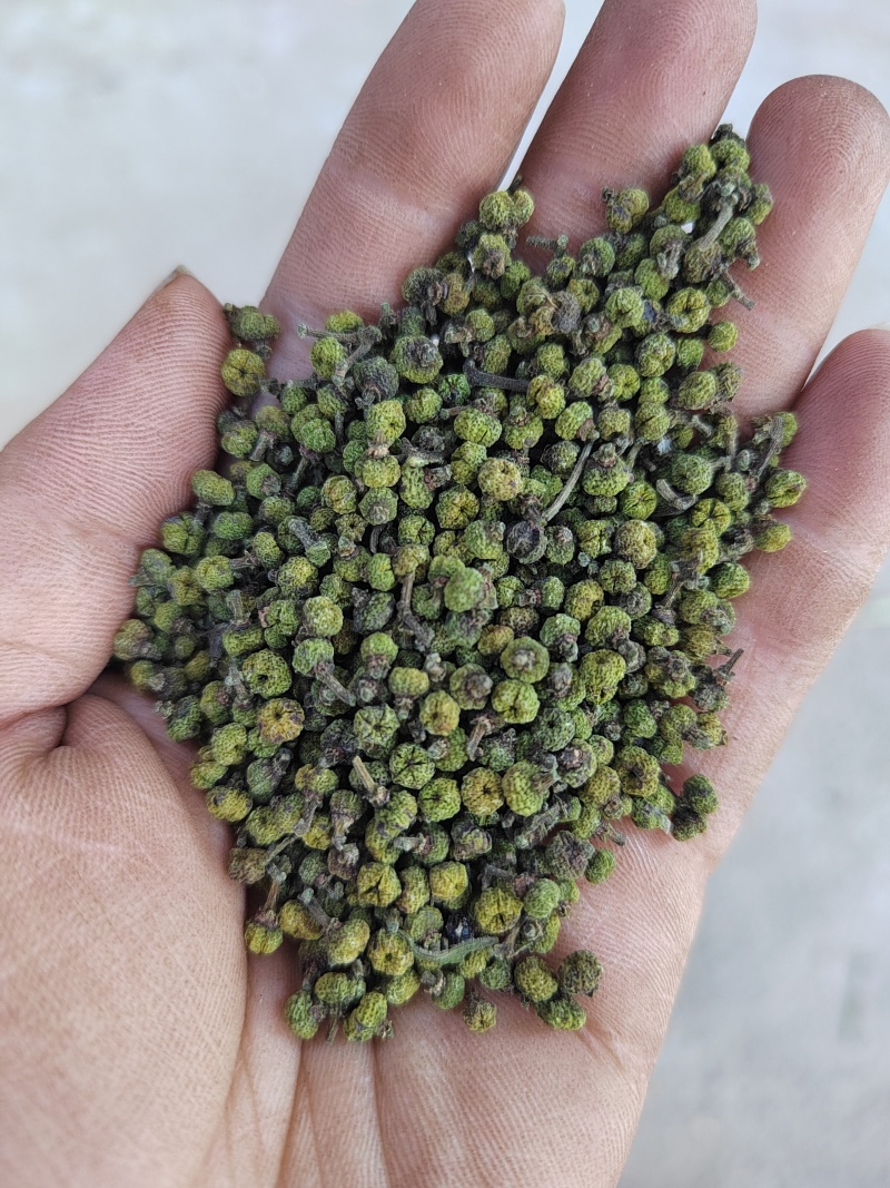 吴茱萸江西花新货