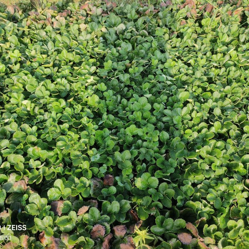 宁玉草莓苗，自用剩余，阜阳