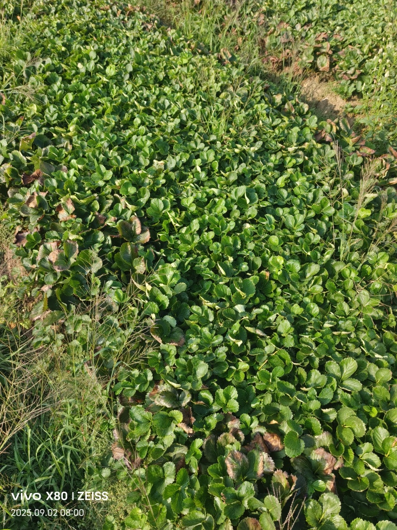 宁玉草莓苗，自用剩余，阜阳