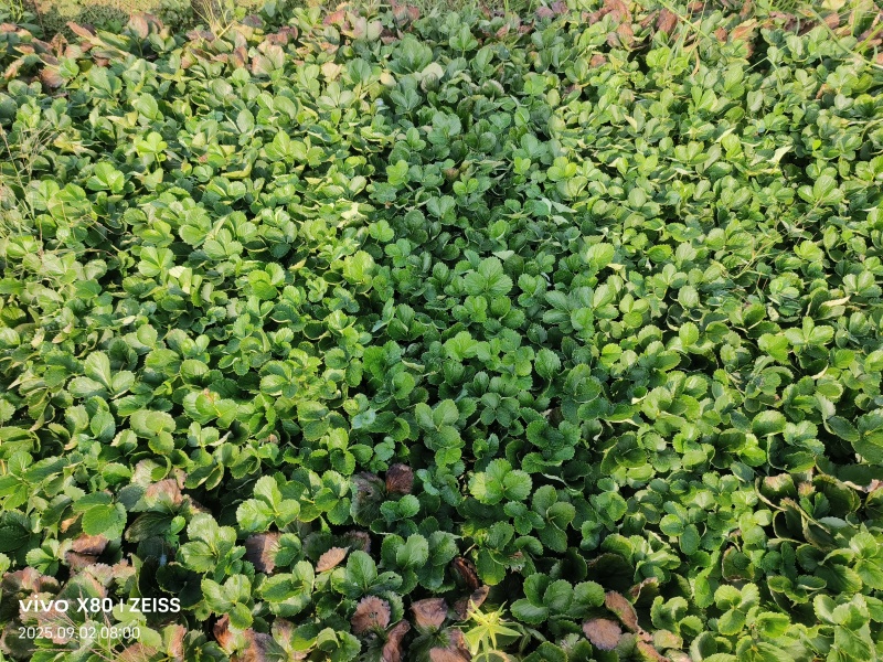 宁玉草莓苗，自用剩余，阜阳