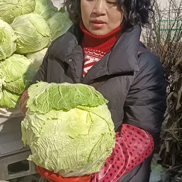 大白菜
