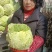 大白菜