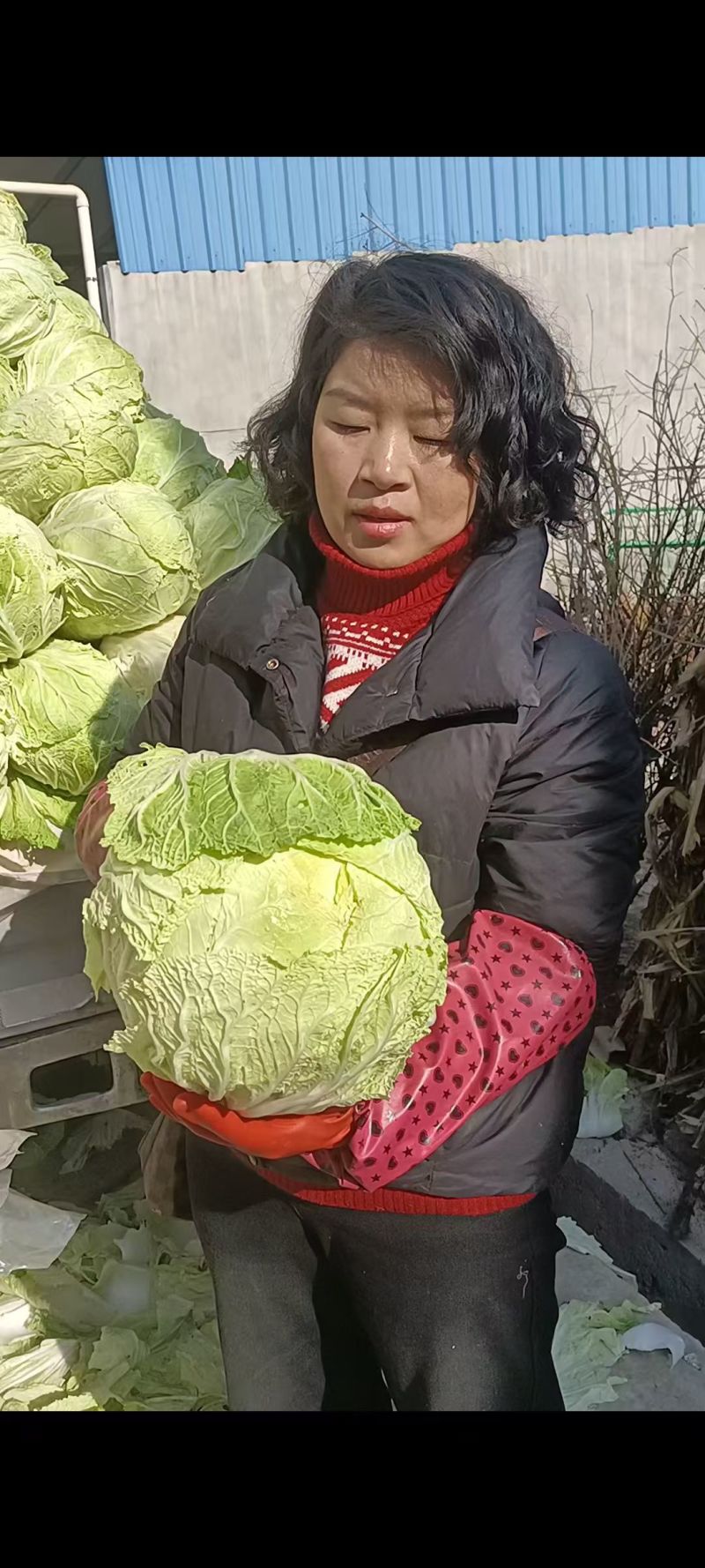 大白菜