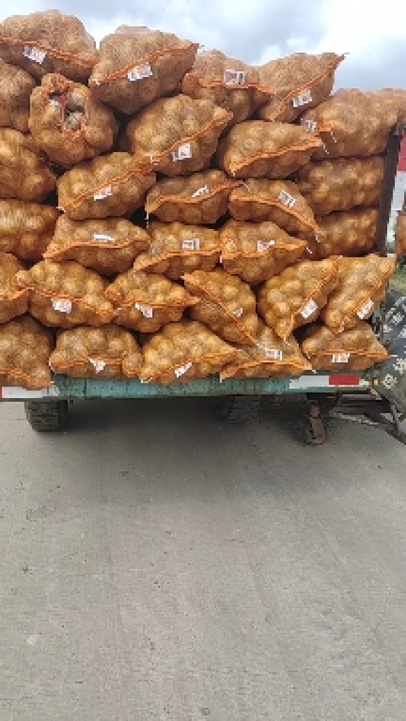 黄心土豆，各种黄心土豆大量上市，需要的老板联系，价格合理