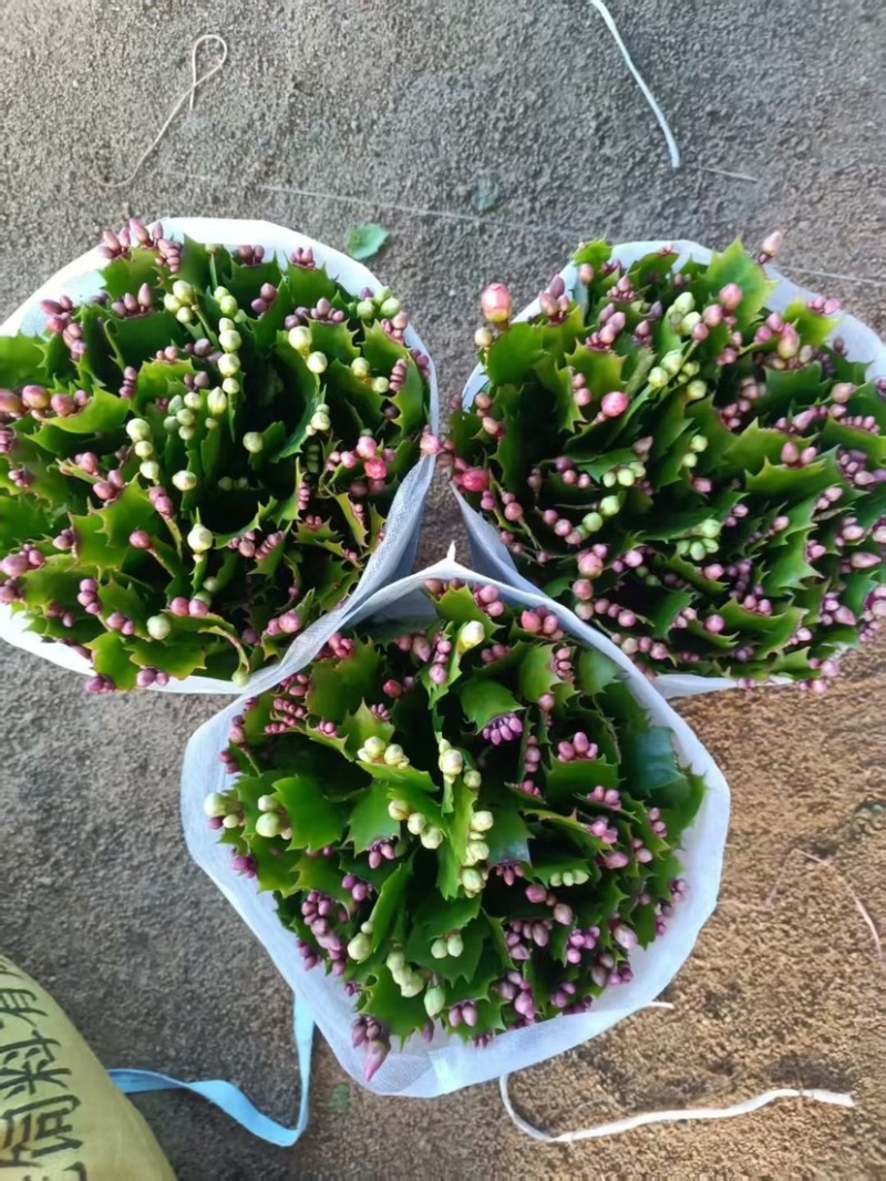 蟹爪兰（18#21#）花苞菜苗产地直发量大从优可视频