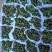 蟹爪兰（18#21#）花苞菜苗产地直发量大从优可视频