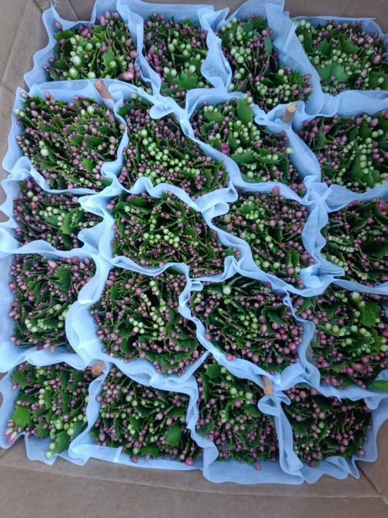 蟹爪兰（18#21#）花苞菜苗产地直发量大从优可视频