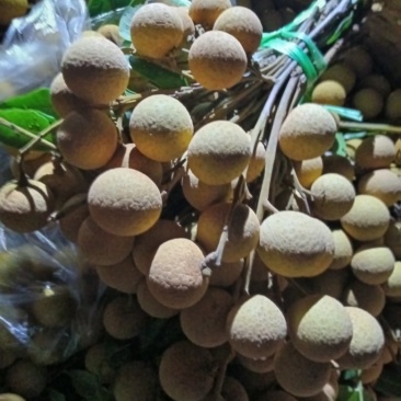 泸州桂圆