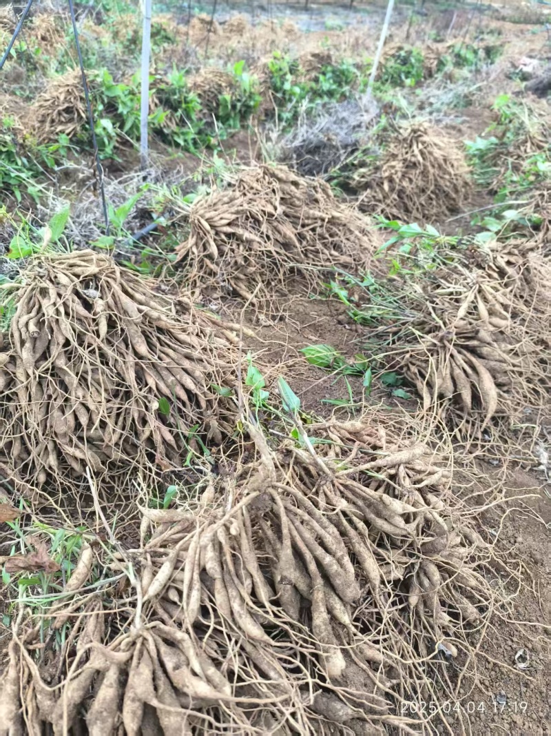 红花对叶百部苗，产地一手货源，量大优惠，欢迎新老客户前来