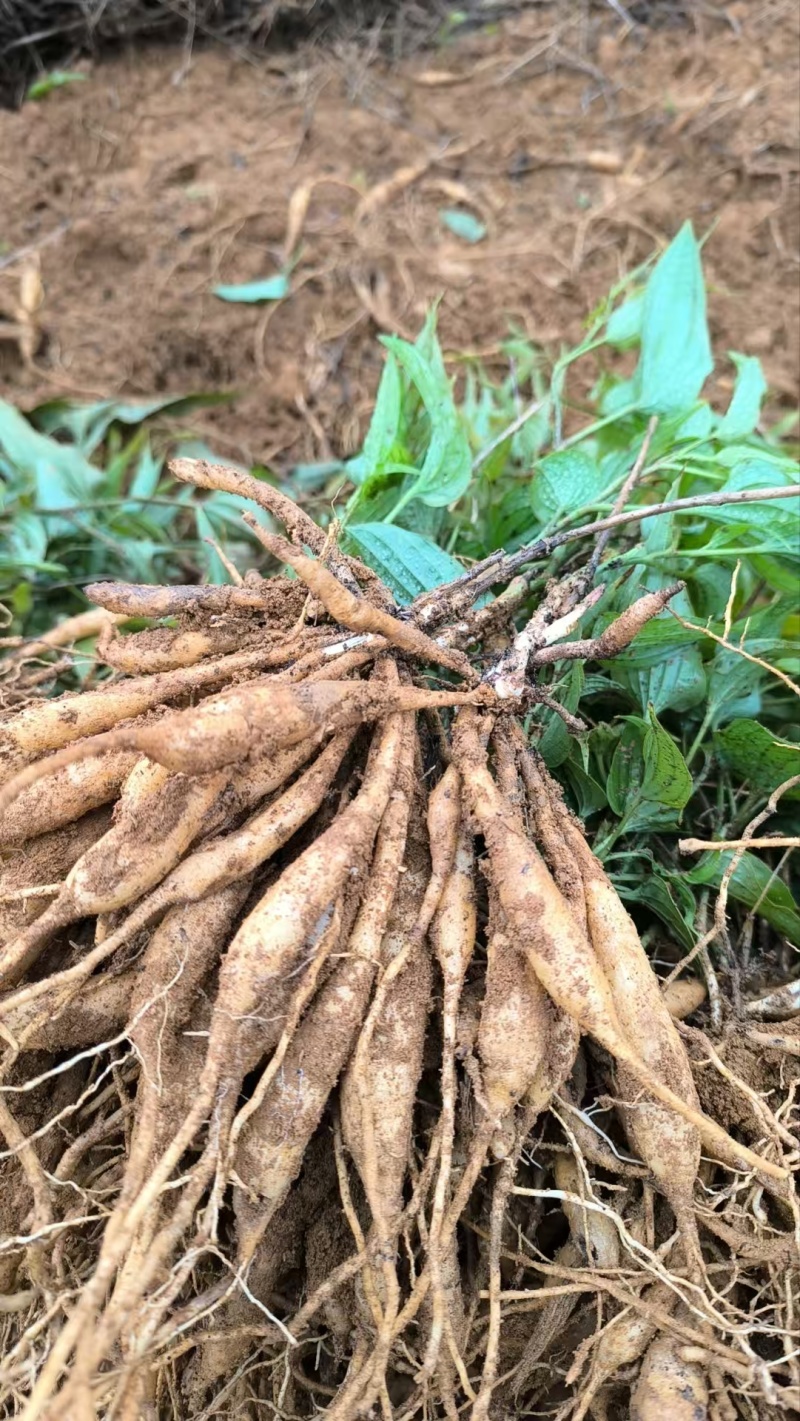 红花对叶百部苗，产地一手货源，量大优惠，欢迎新老客户前来