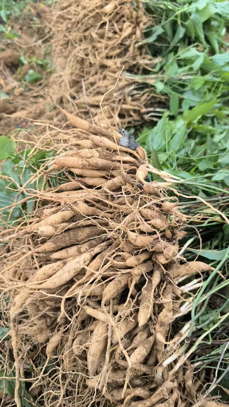 红花对叶百部苗，产地一手货源，量大优惠，欢迎新老客户前来