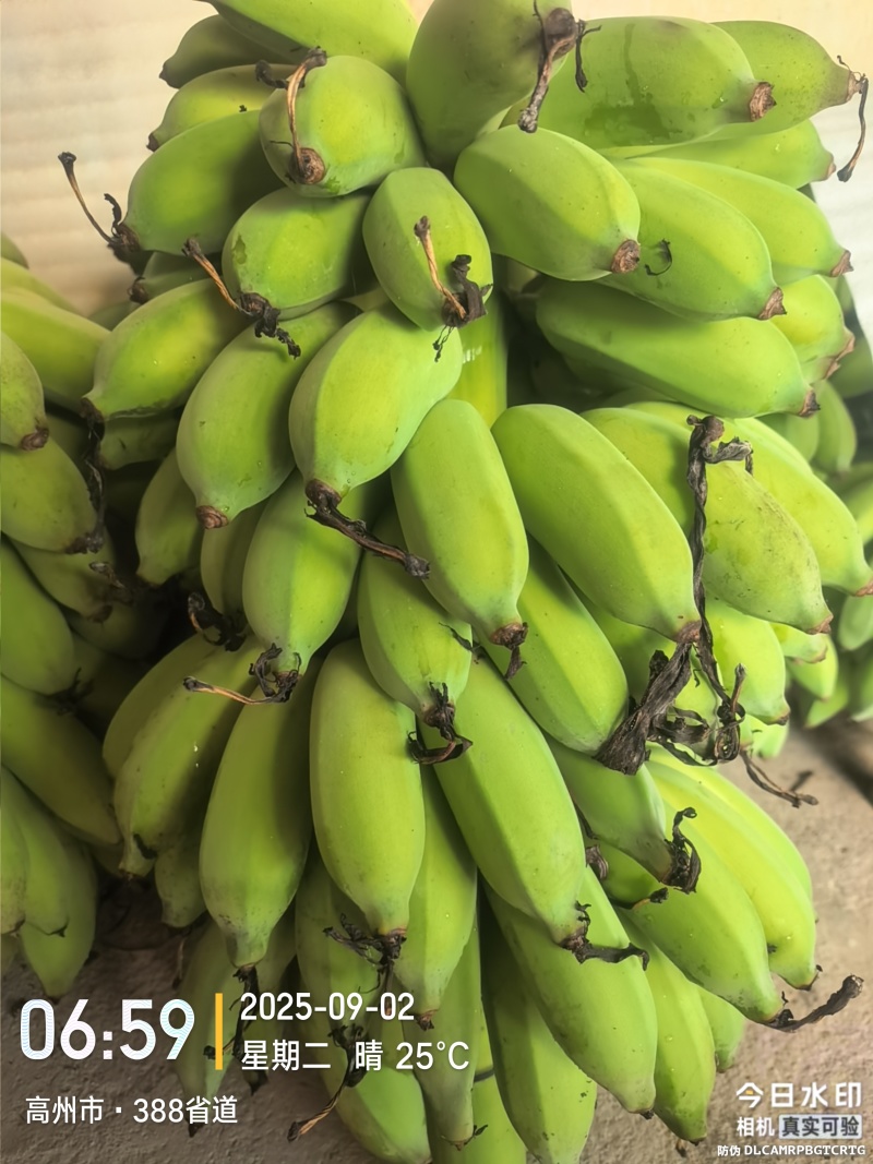 高州粉蕉，香蕉产地直供，专业代收购，代发货！
