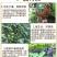 枯草芽孢杆菌400亿/克农微生物菌剂益生菌肥料有机肥果蔬