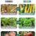 枯草芽孢杆菌400亿/克农微生物菌剂益生菌肥料有机肥果蔬