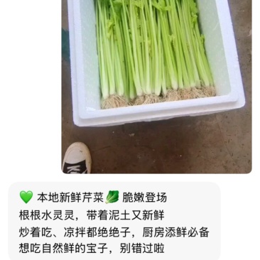 精品芹菜，香芹质量杠杠的，一年四季有货欢迎咨询