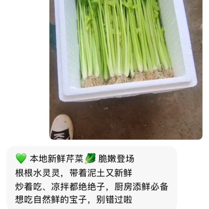 精品芹菜，香芹质量杠杠的，一年四季有货欢迎咨询