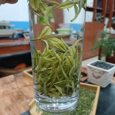 崊溪正安白茶