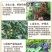 【热销】哈茨木霉菌微生物菌剂以死苗烂根枯萎土传病害抗重茬