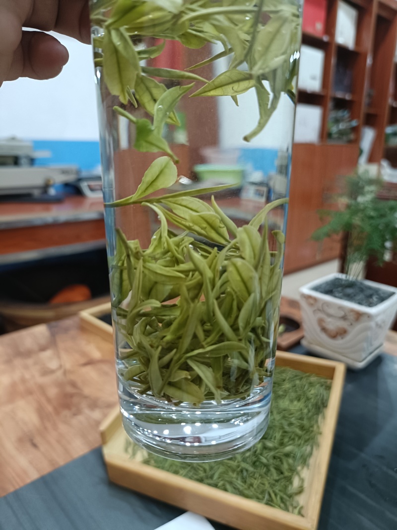 崊溪正安白茶