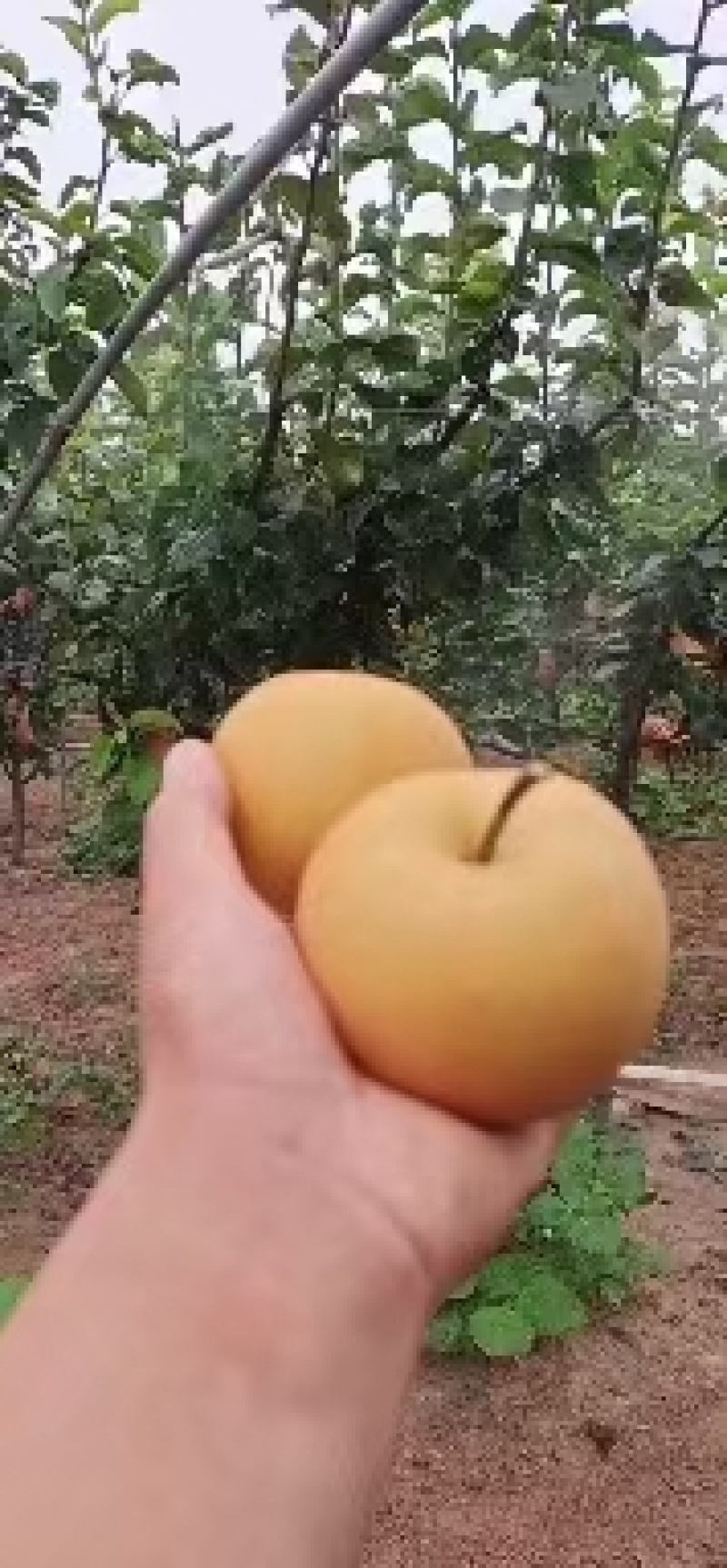 秋月梨