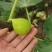 青皮无花果