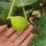 青皮无花果