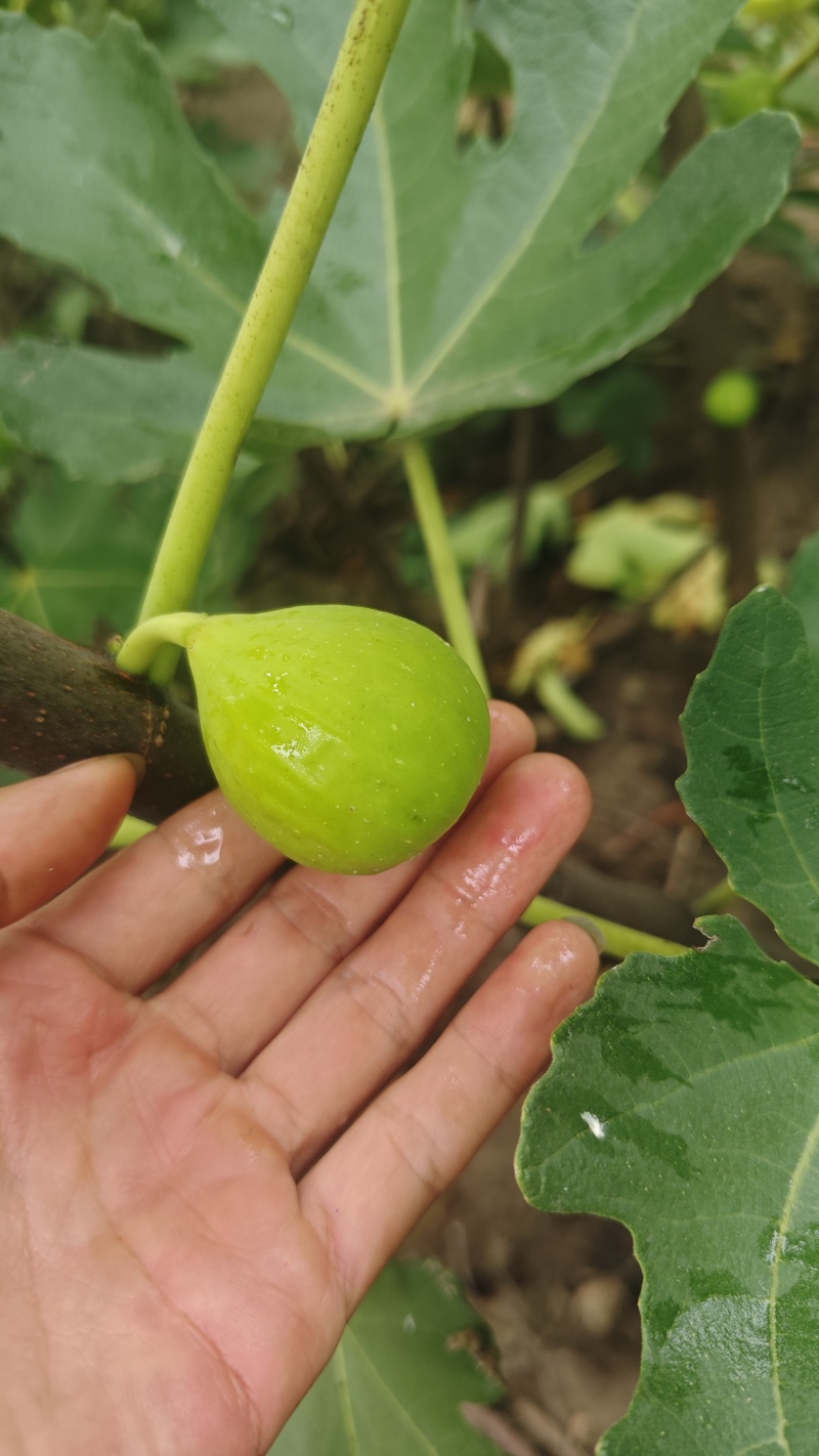 青皮无花果