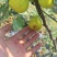 青皮无花果