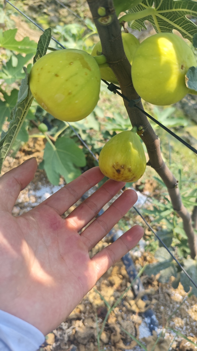 青皮无花果