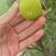 青皮无花果