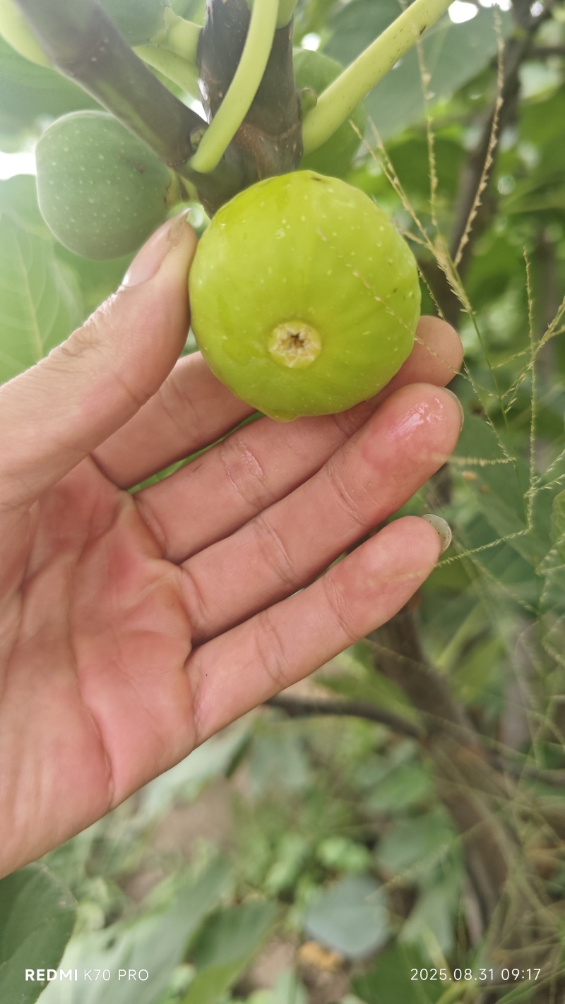 青皮无花果
