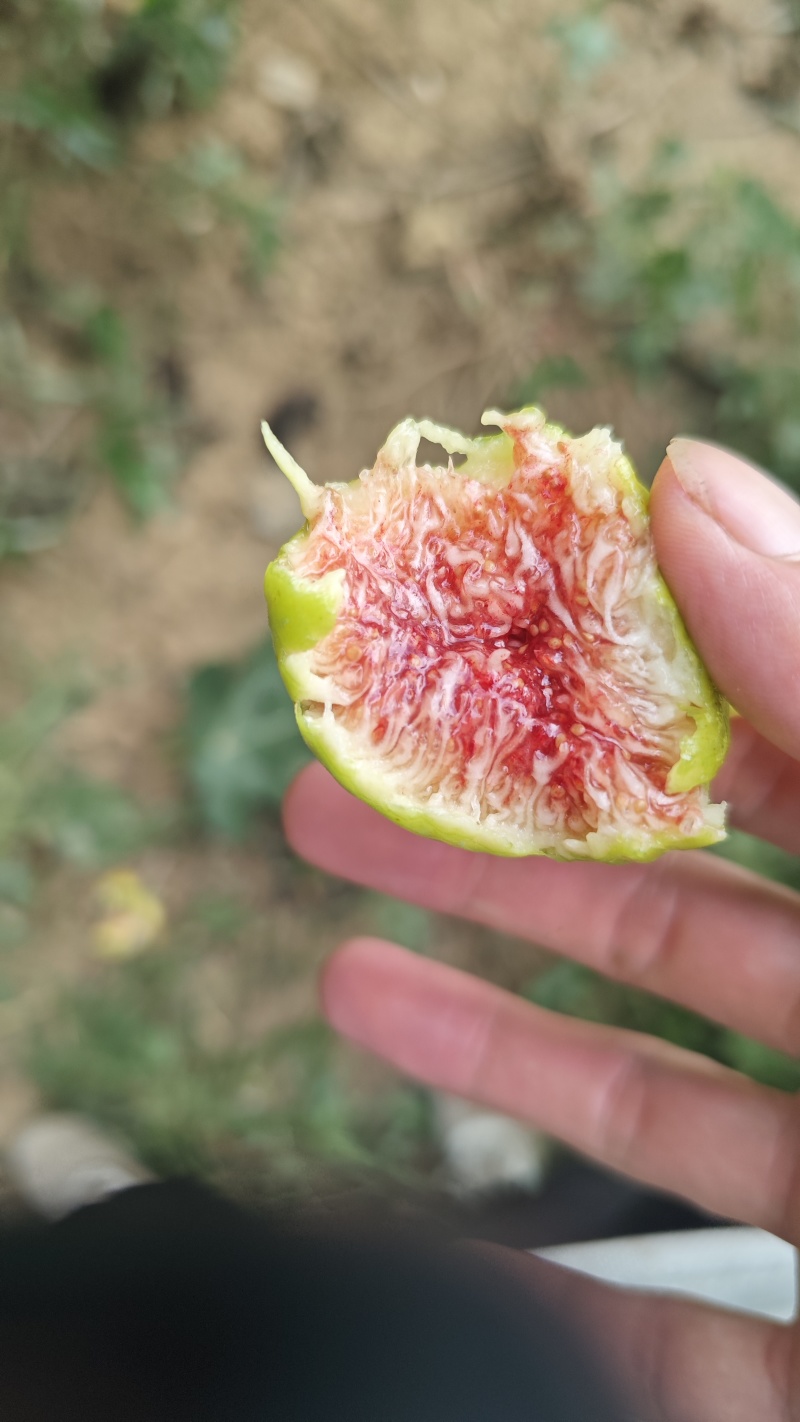 青皮无花果