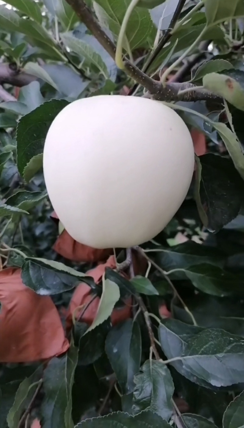 黄元帅，个大干净白，全国发货，视频看货，规格齐全