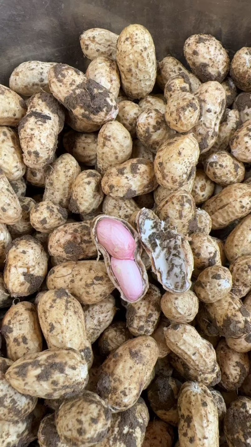 鲜花生.