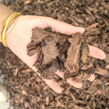 锁阳片电商转用颜色好看今年新货可以带打粉