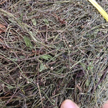 中草药（蛇舌草），品质保证，欢迎来电咨询
