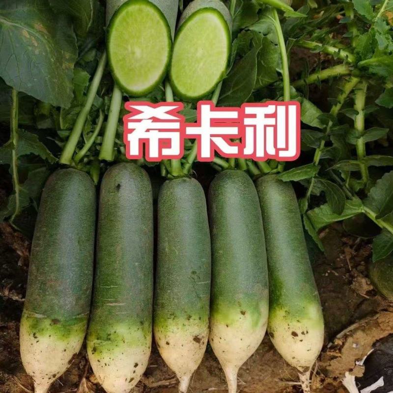 水果萝卜产地直供对接批发市场采购商超电商等